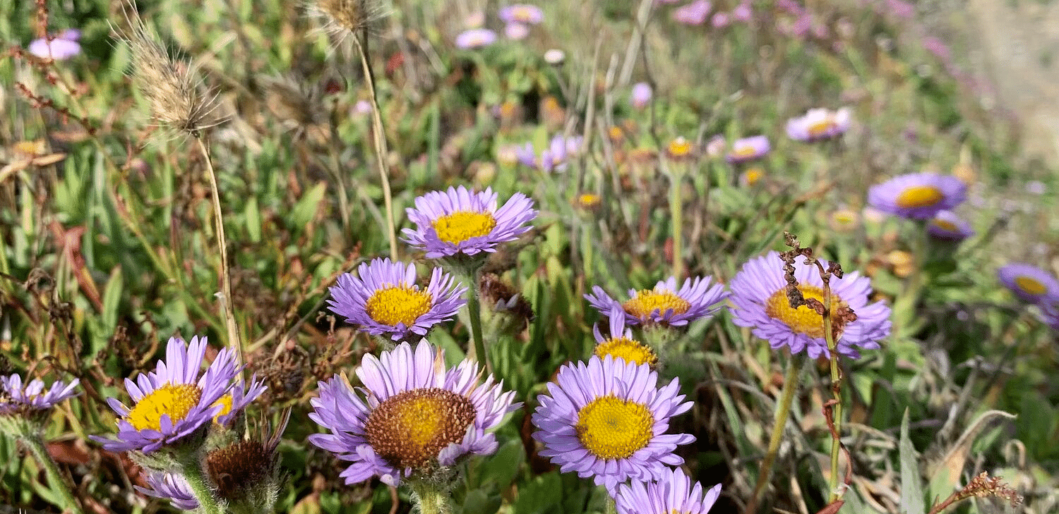 Beautiful flower garden on top of a hill
