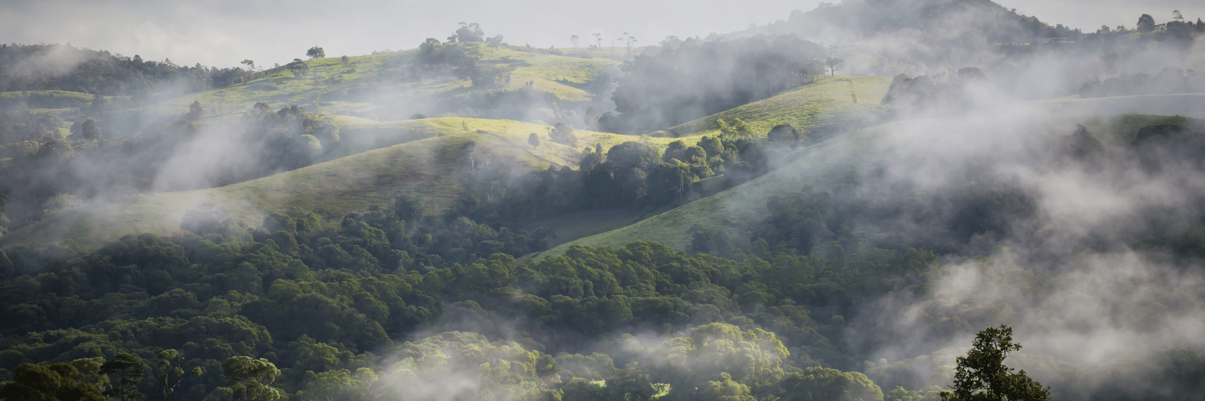 Coorg vs Sakleshpur: Which Hill Station Actually Feels Better in Summer? 