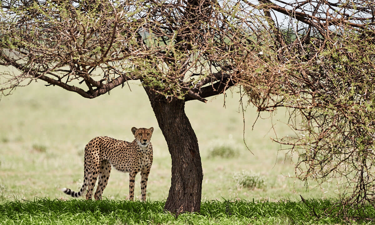 CHEETAH 1