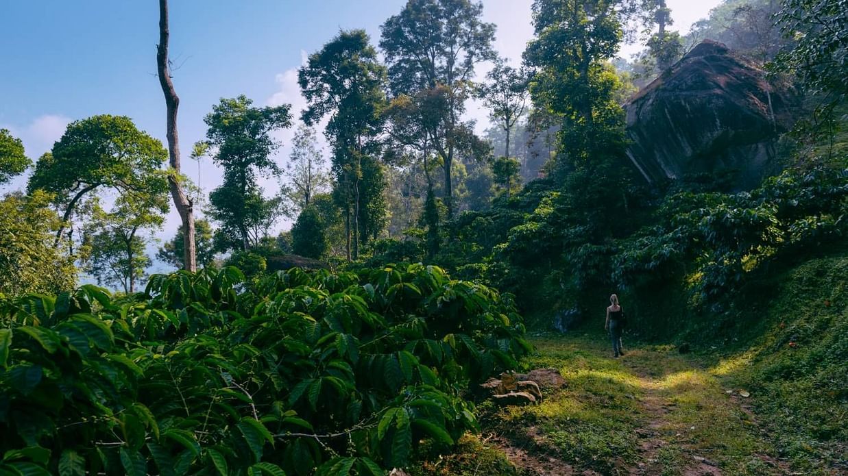 Trekking in Wayanad nhjs78