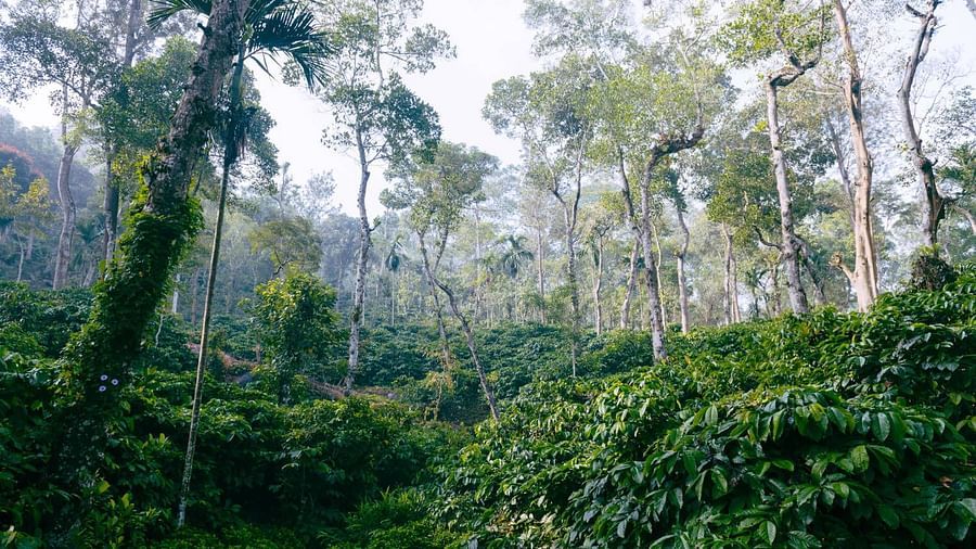 Coffee Plantation Tranquil Resort Wayanad Kerala oieikx 1