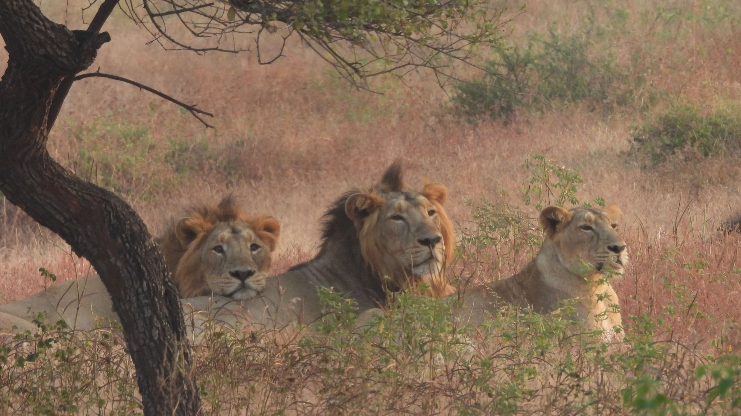 Two lions and a lioness sitting next to a tree in the wild and looking in the same direction