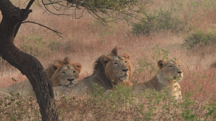 Two lions and a lioness sitting next to a tree in the wild and looking in the same direction