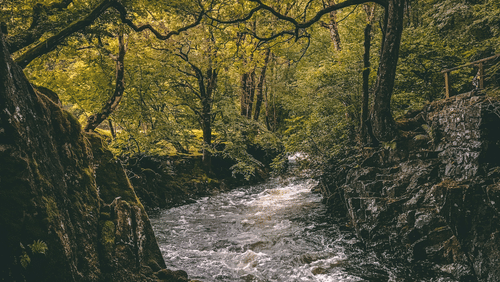 image of  lush green forest with a stream of river flowing slowly