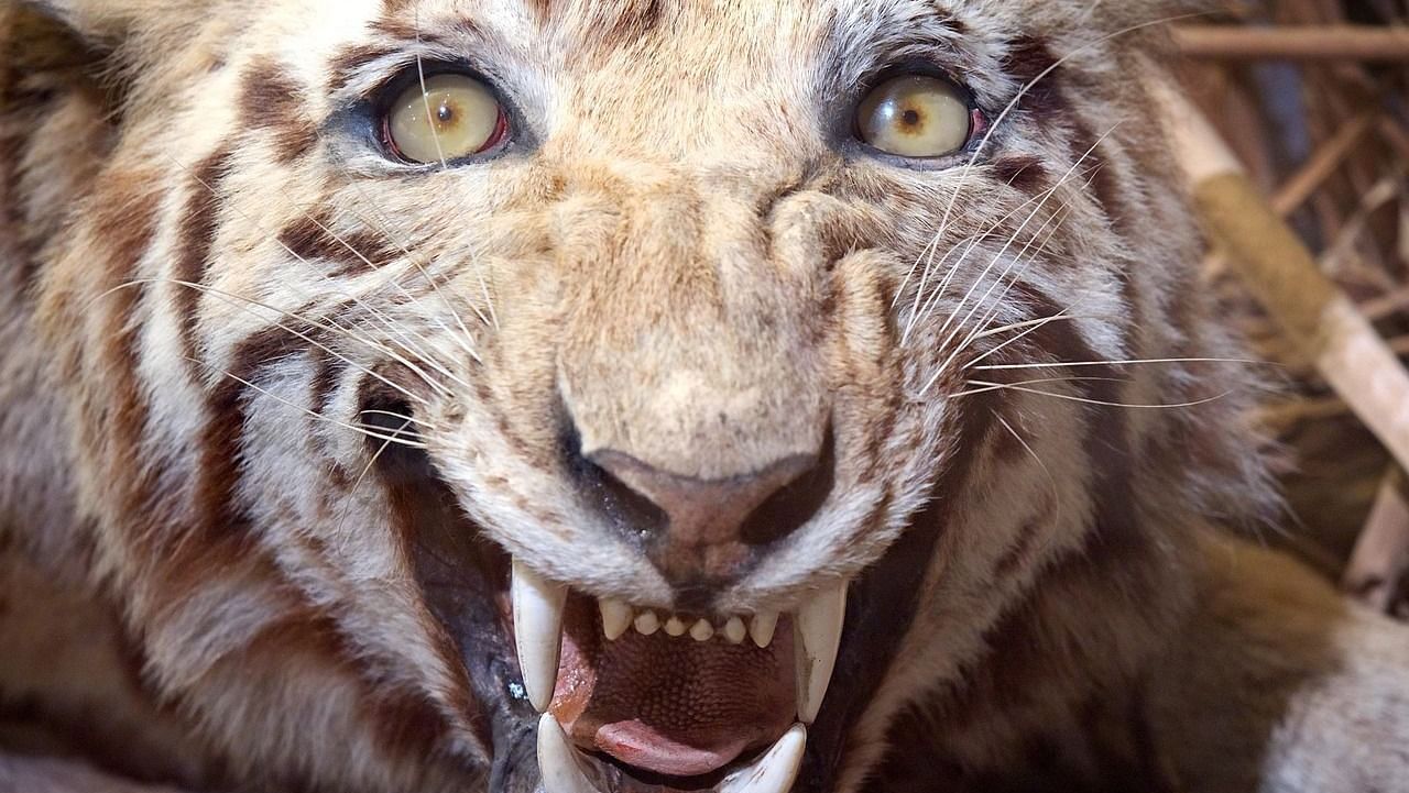 An image of taxidermy tiger at Jim Corbett Museum.