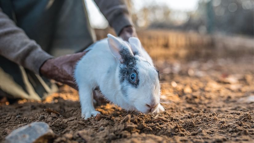 A close up shot of a rabbit being placed on the ground - Karma Lakelands.