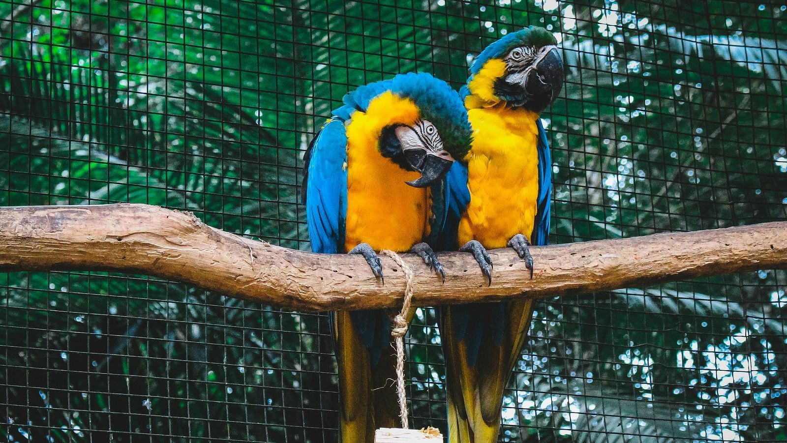 image featuring two birds sitting on a branch that have yellow and blue feathers