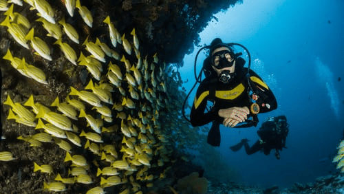 scuba diver posing underwater near a school of fish, one of the many things to do at Havelock