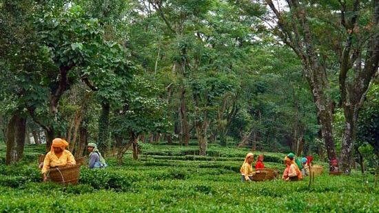 tea gardens RS Sarovar Portico Palampur