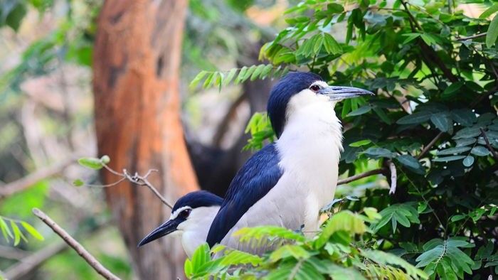 A small bird with pointed beak in its natural habitat at Guindy National Park