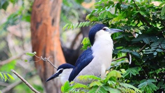 A small bird with pointed beak in its natural habitat at Guindy National Park