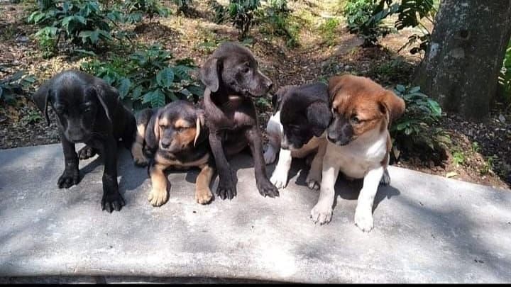 The Birchwood Retreat - image of puppies sitting on a ledge