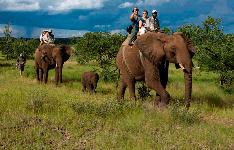 Image of  few elephants with people on them, followed by two baby elephants.