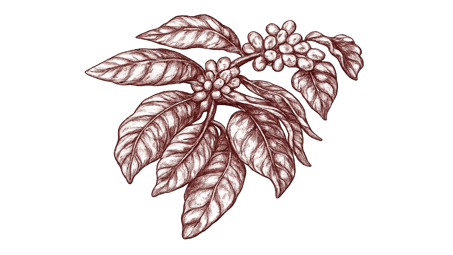 coffee botanical optimized