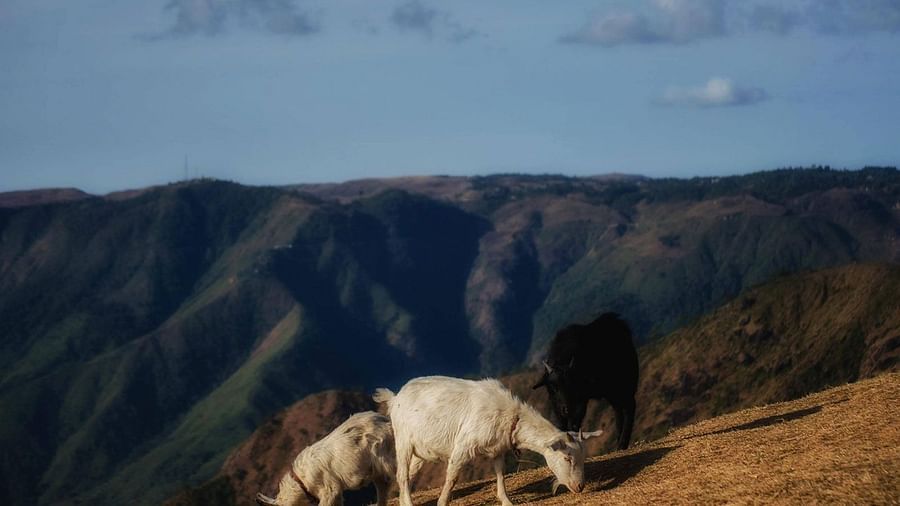 goats grazing
