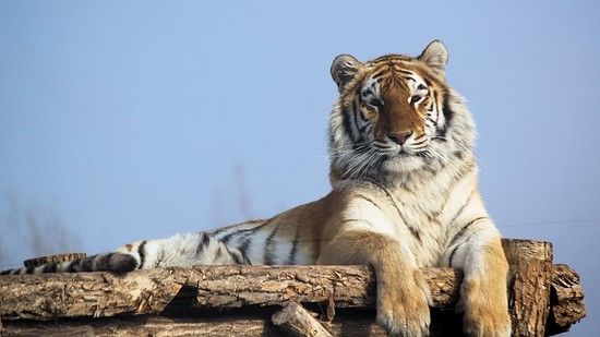 a tiger resting 
