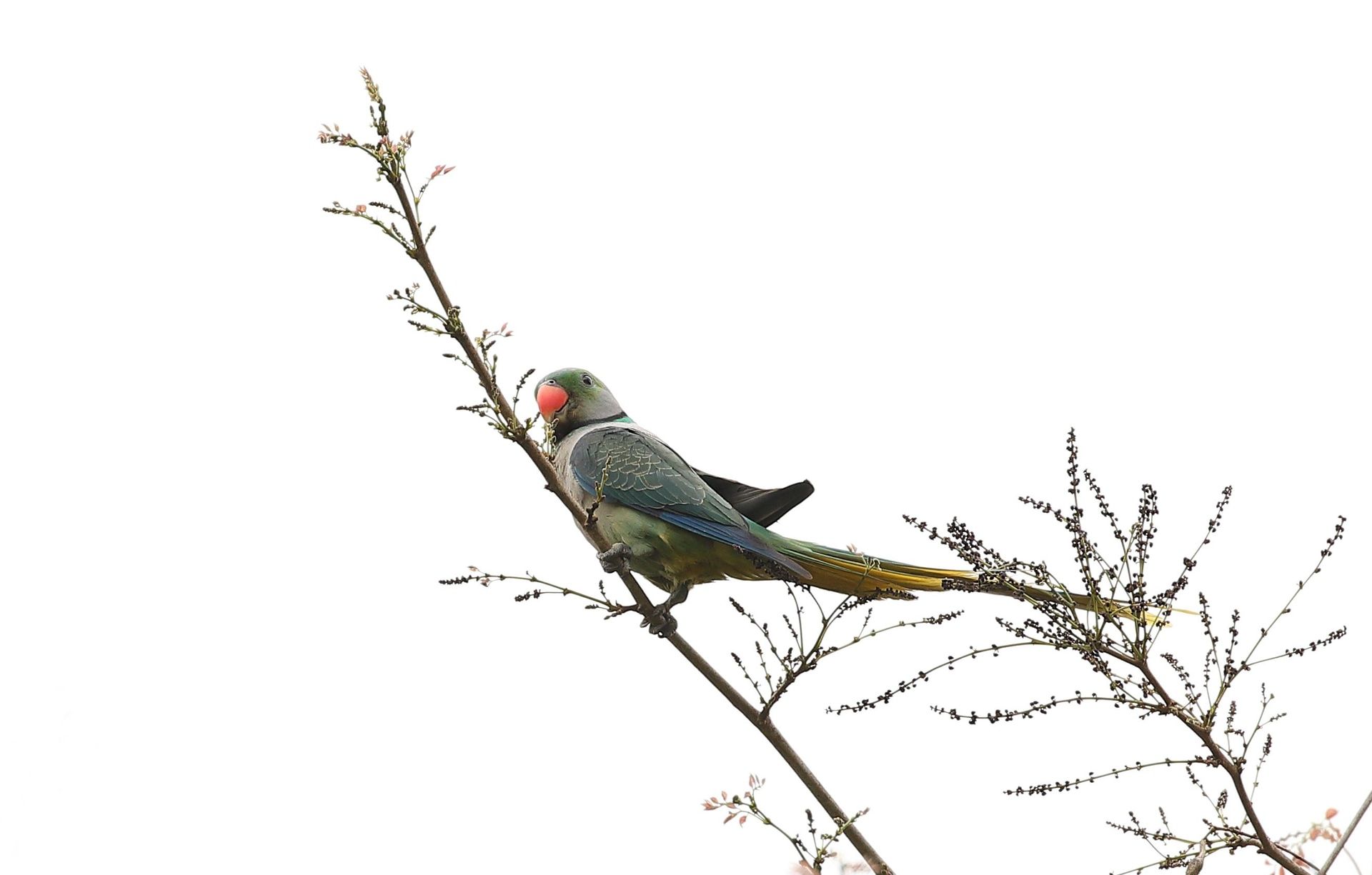 Malabar parakeet on a branch, side view.