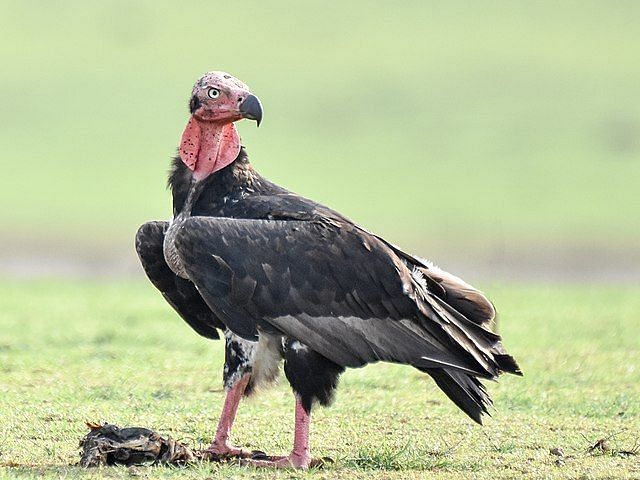 A picture featuring a red headed vulture standing on the ground