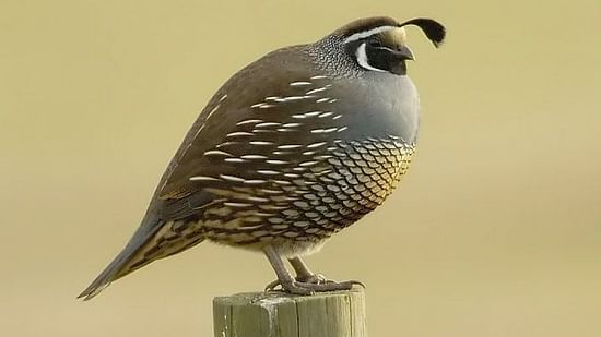 CALIFORNIA QUAIL