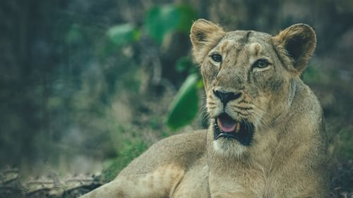 a lioness sitting in the forest