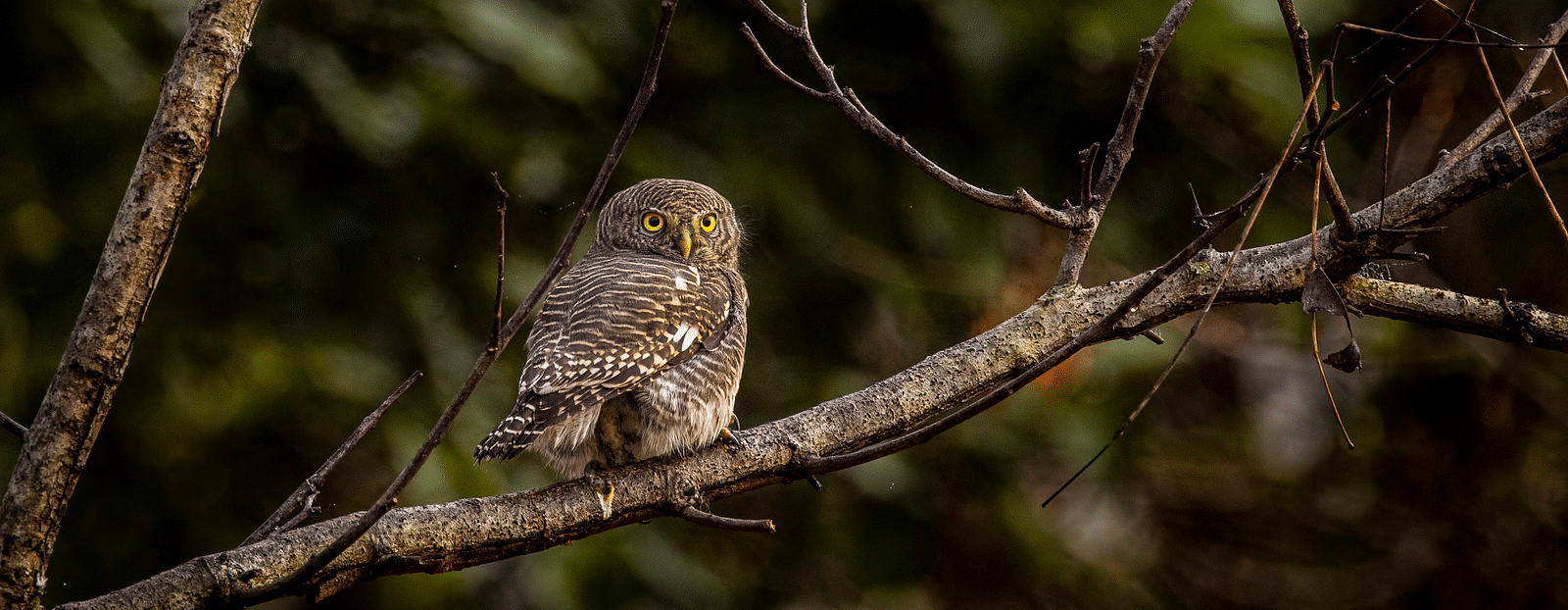 A close-up image of a bird perched on a branch, captured from the back.