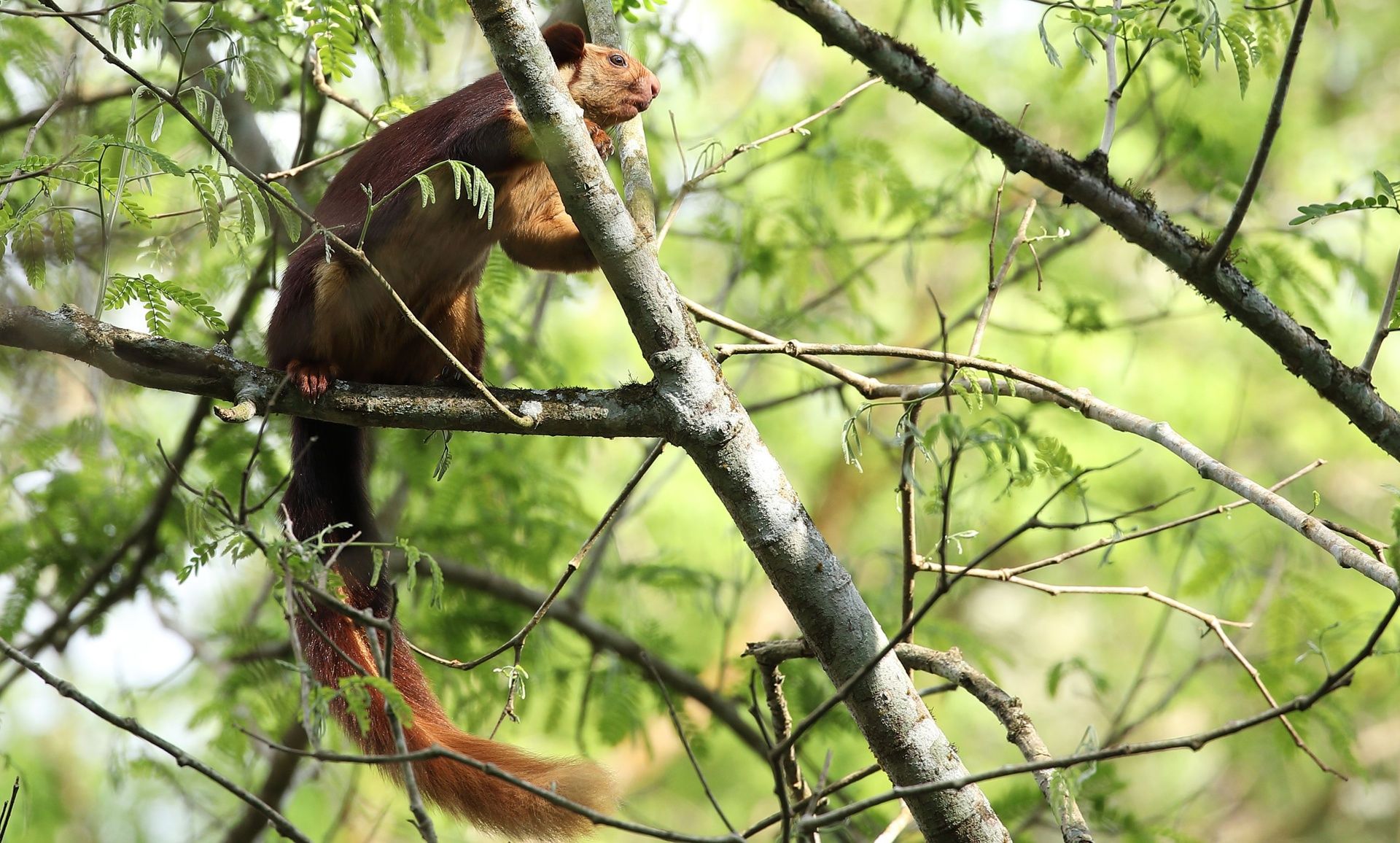 Indian Giant Squirrel perched on a tree branch