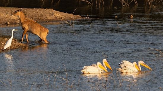 Birding at Surya Bagh Ajabgarh