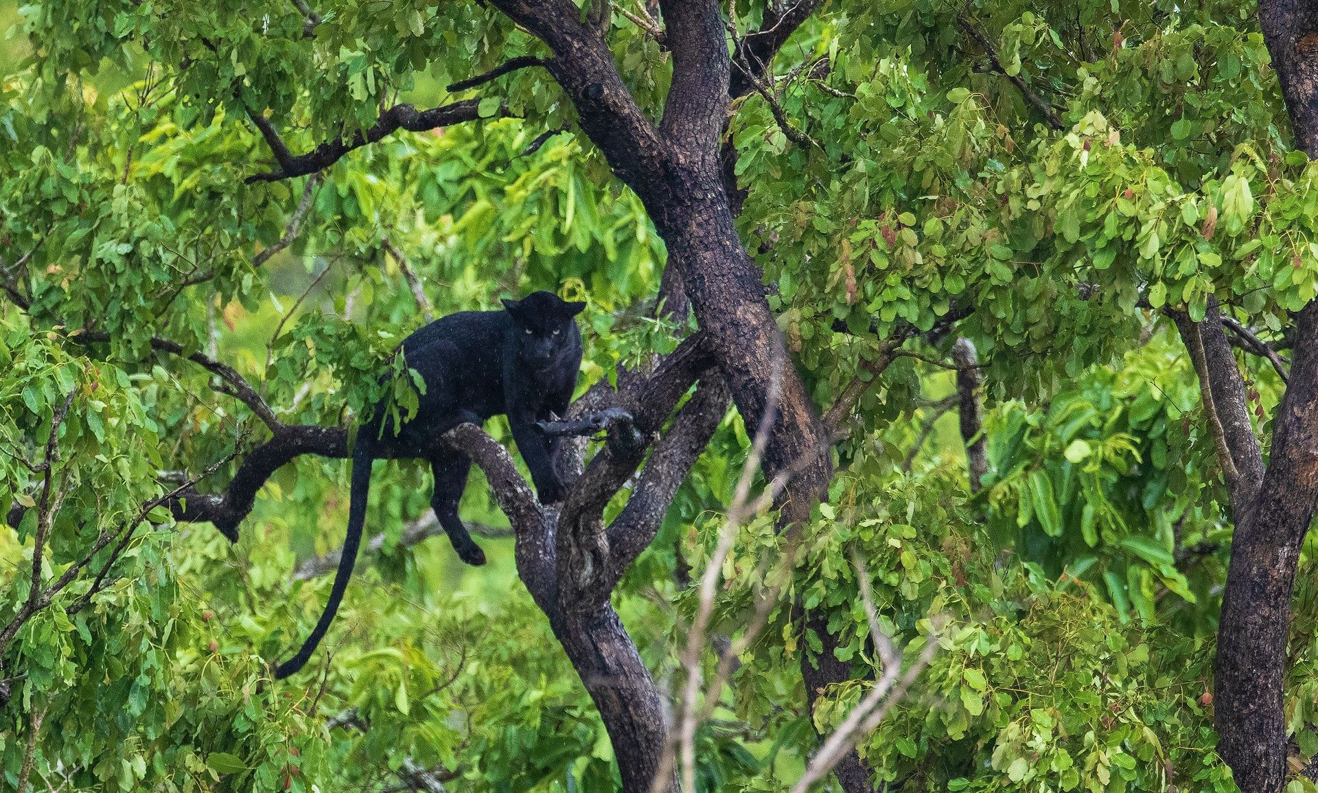 Black panther perched in a tree amidst green foliage.