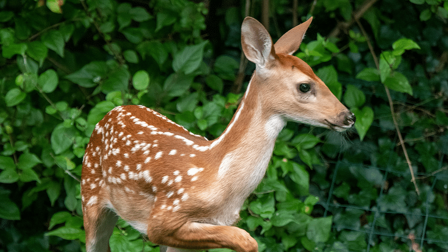 An image of a deer roaming around amidst the green plants