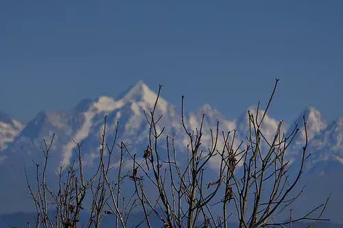 Dried branches of a tree with snow clad mountains in the hindsight