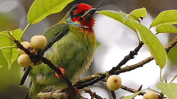 Hotel NM Royale County - Tripunithura, Kochi Kochi Malabar Barbet  Psilopogon malabaricus  - Male - Sakleshpur - India -2009