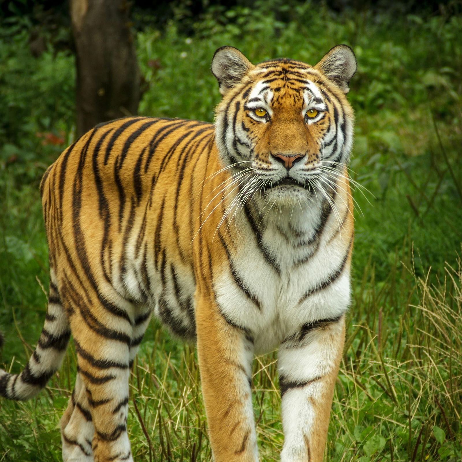  A majestic Bengal tiger standing in a lush green forest, staring directly ahead.
