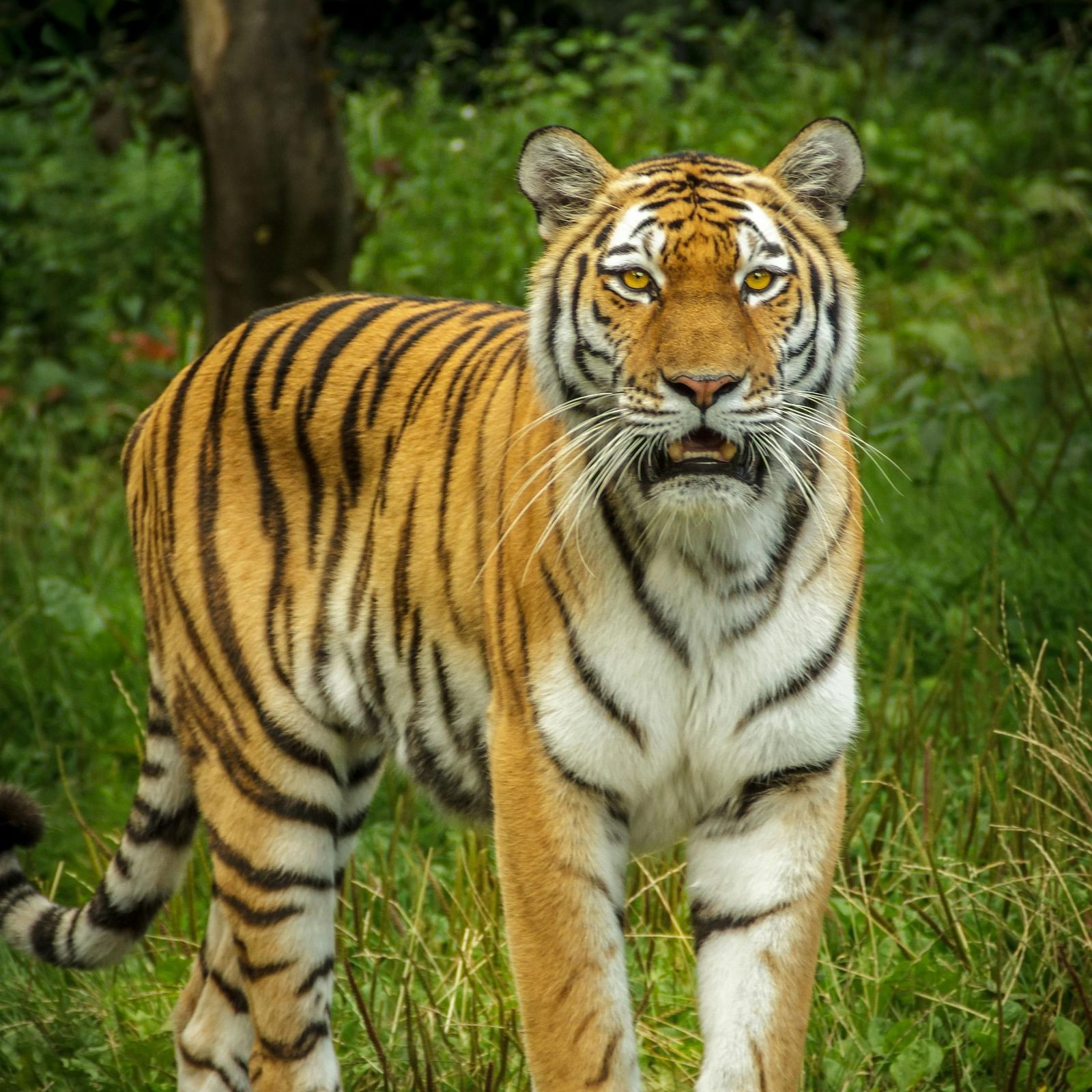 a tiger standing on a log