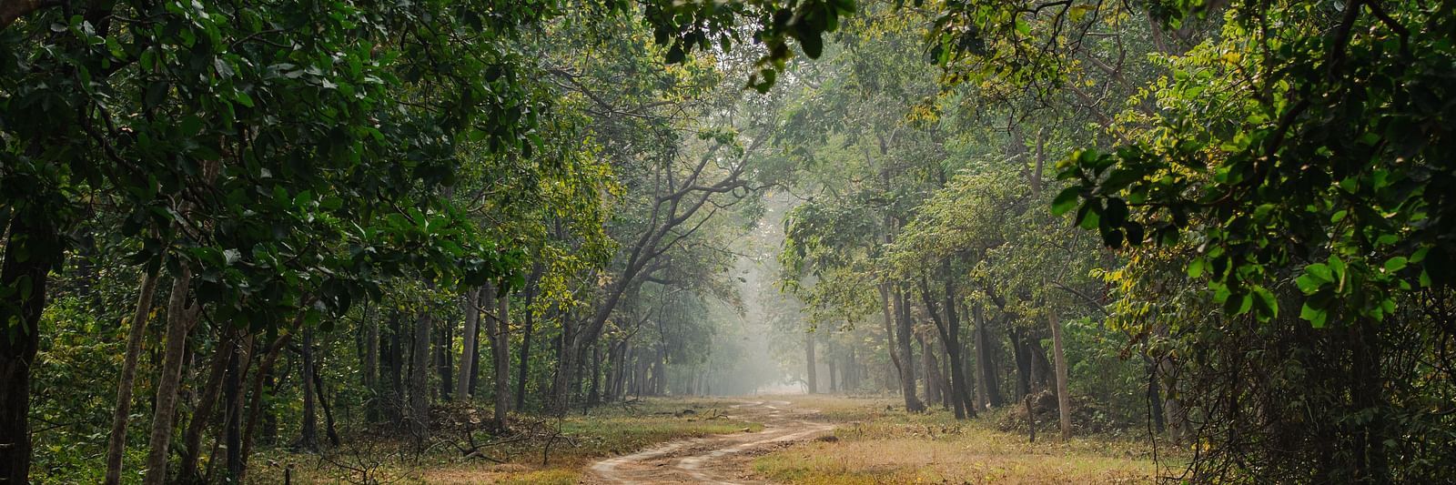 A muddy trail amidst Tadoba national forest with tree cover on either side at Trees N Tigers, Tadoba.