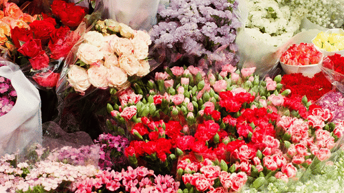 assorted colorful flowers 