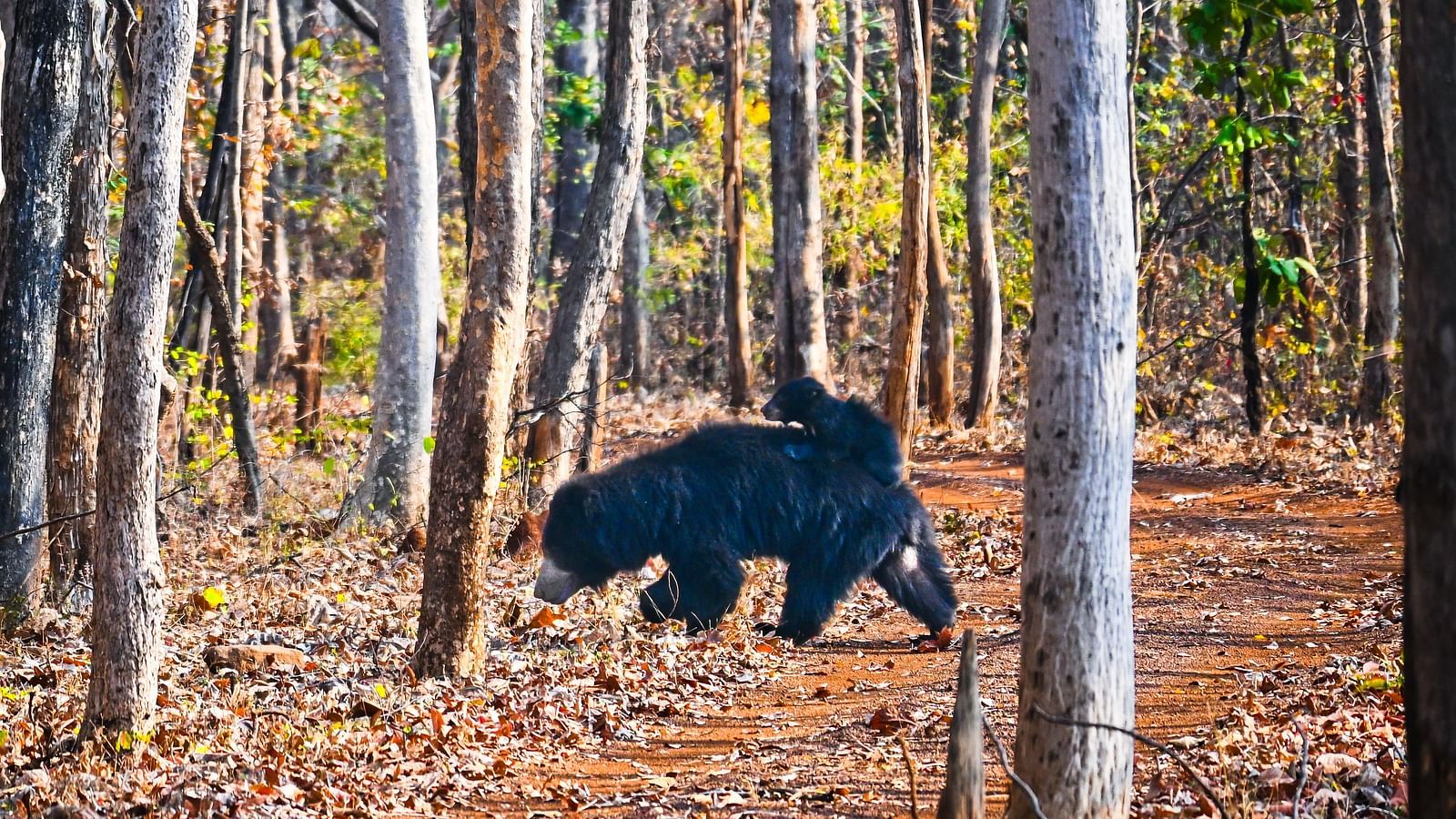 A black bear on a walk at Tadoba Andhari Tiger Reserve.