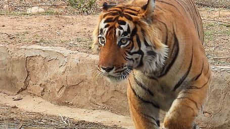 Close up of a tiger walking in the water