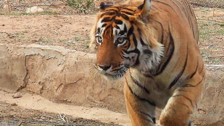 A Close up of a tiger walking next to a waterbody with dry vegetation in the background.