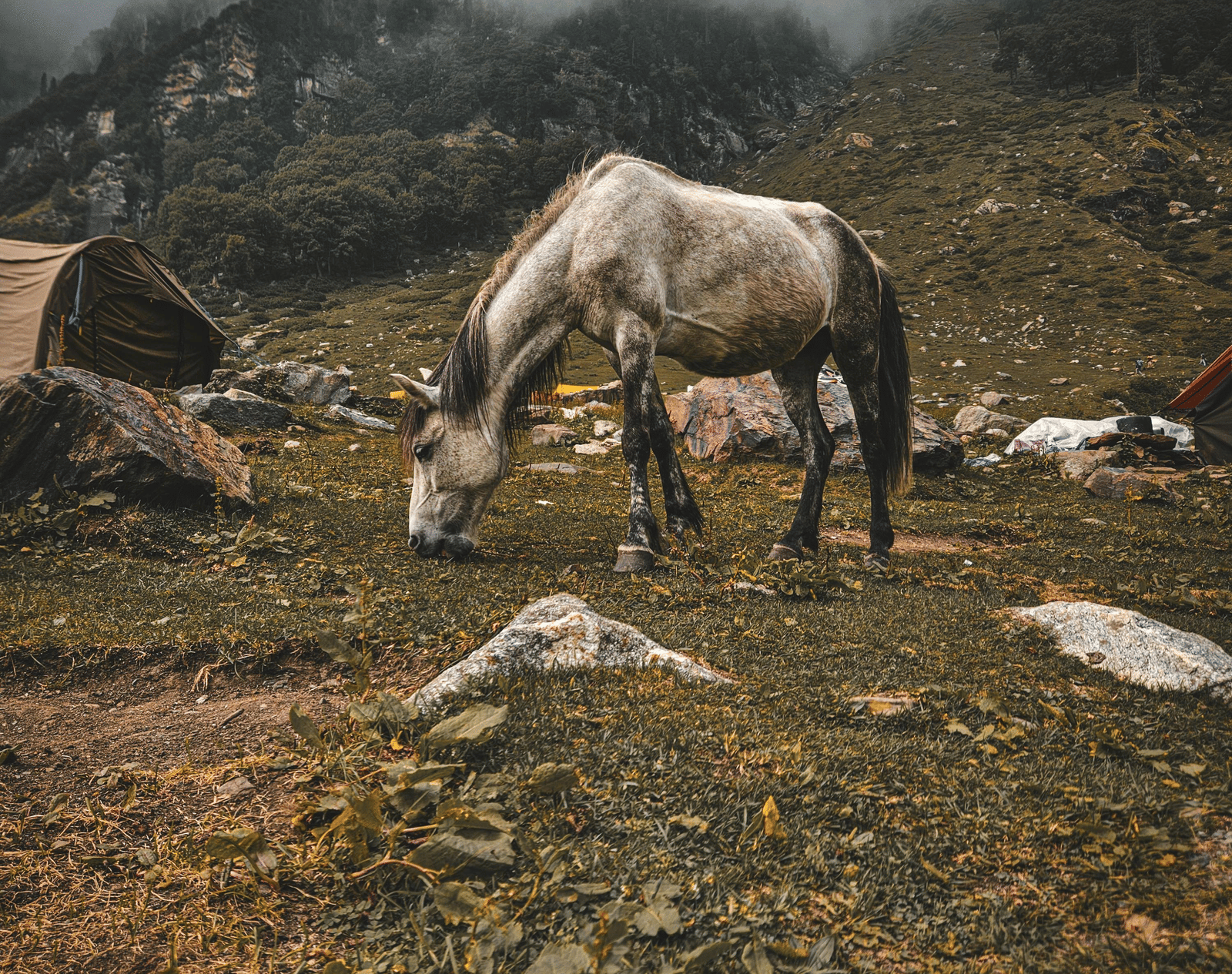  A white horse grazes on a rocky, grassy hillside under a cloudy sky.