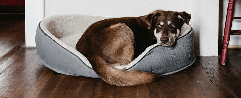 Dog curled in a round bed on a wood floor. 