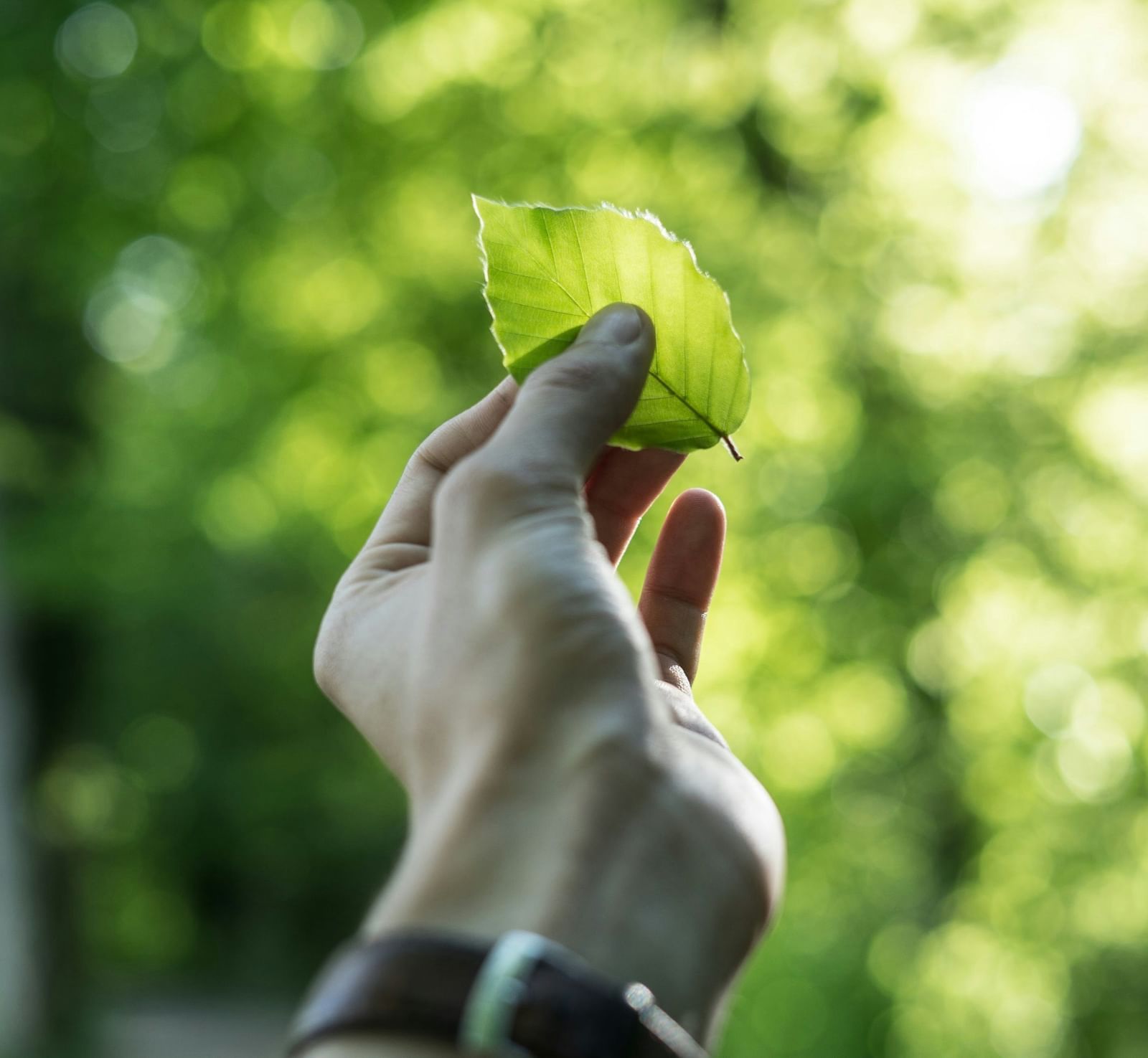 A close-up shot of a person's hand holding a green leaf with a blurry canopy of trees in the background.