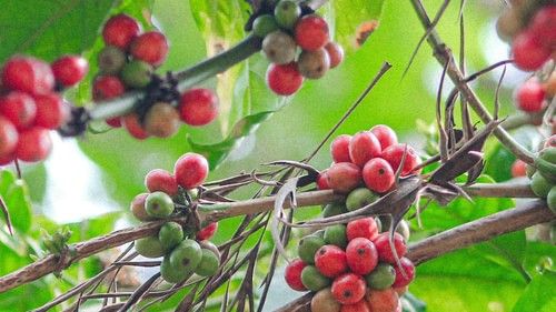 Coffee fruit hanging on a coffee tree branch