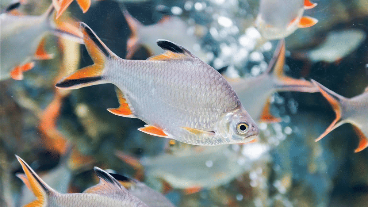 A Tin Foil Barb fish with distinctive orange and black tipped fins swimming in a clear aquarium.