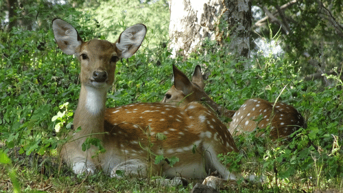 Chital sitting in a field of grass