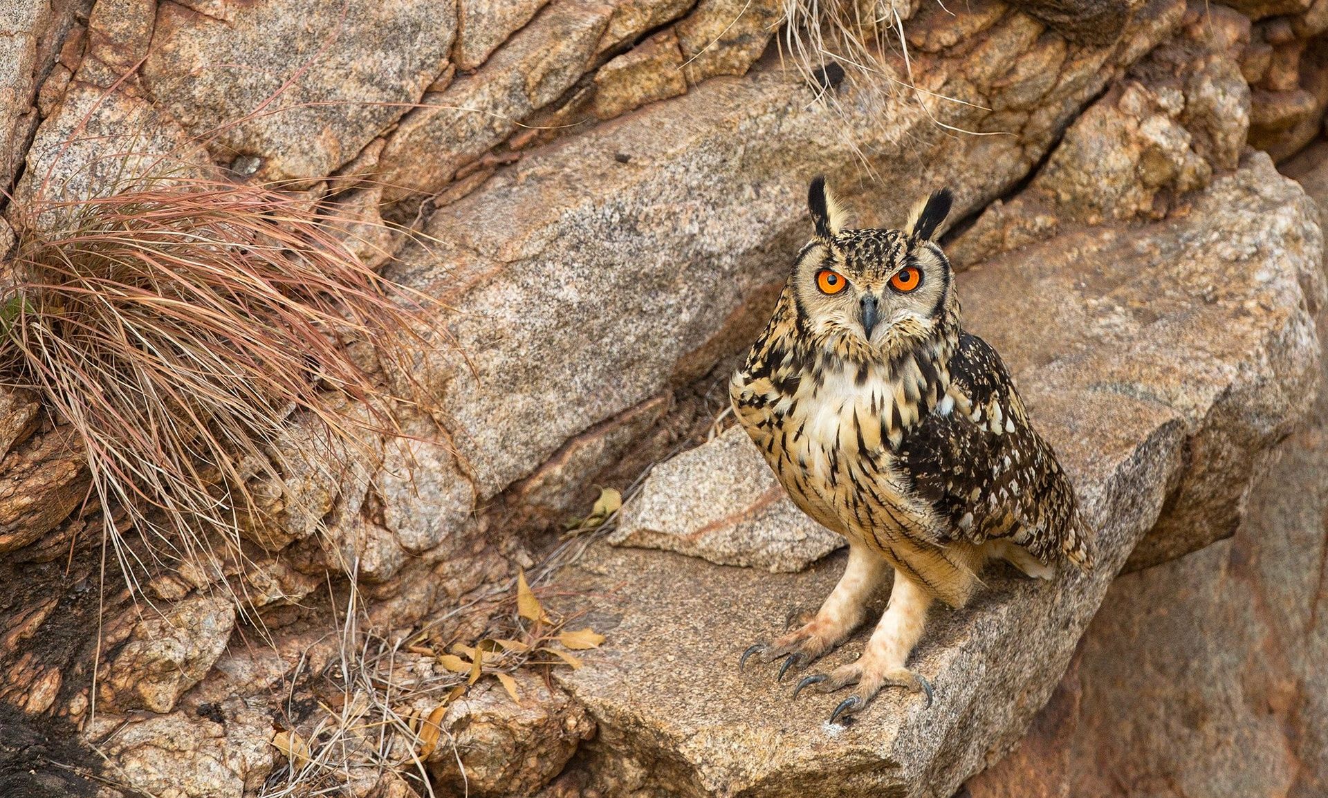 Eagle Owl perched on a rock with orange eyes.