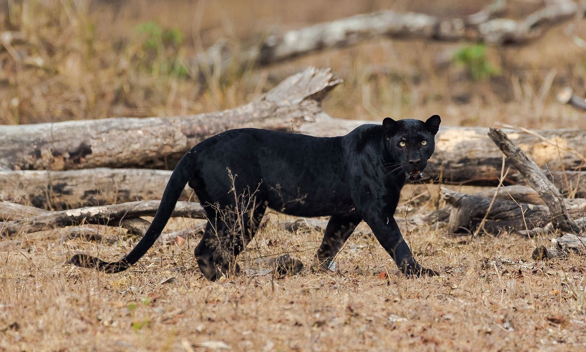 Black Panther Injured-8281