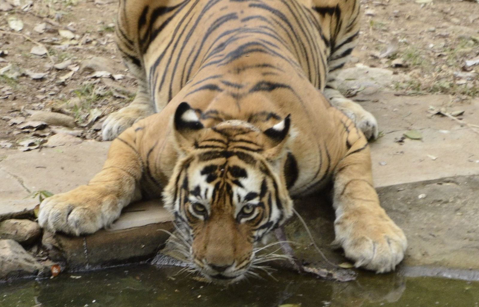 A close up shot of a tiger drinking water from a lake