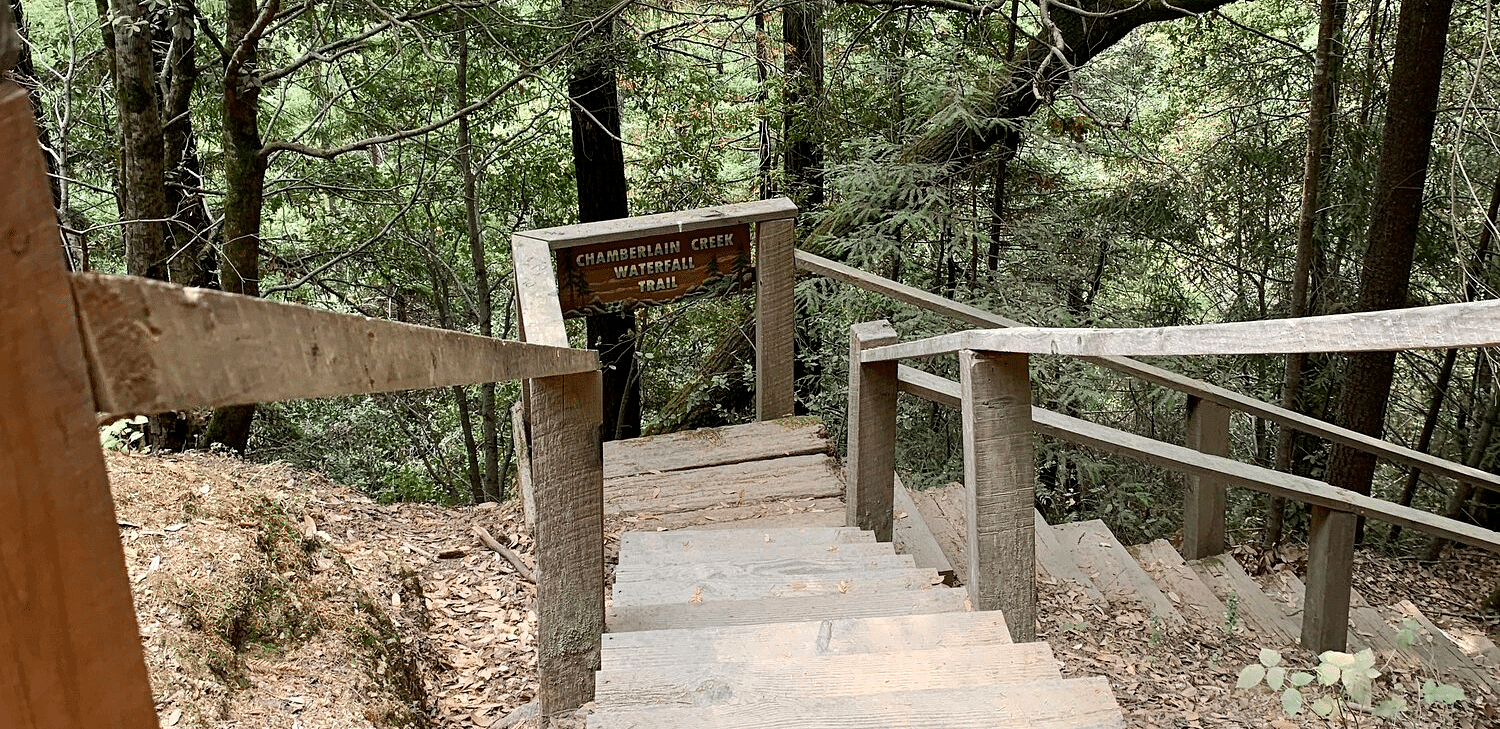 Wooden staircase descending into a dense forest, leading to a hiking trail