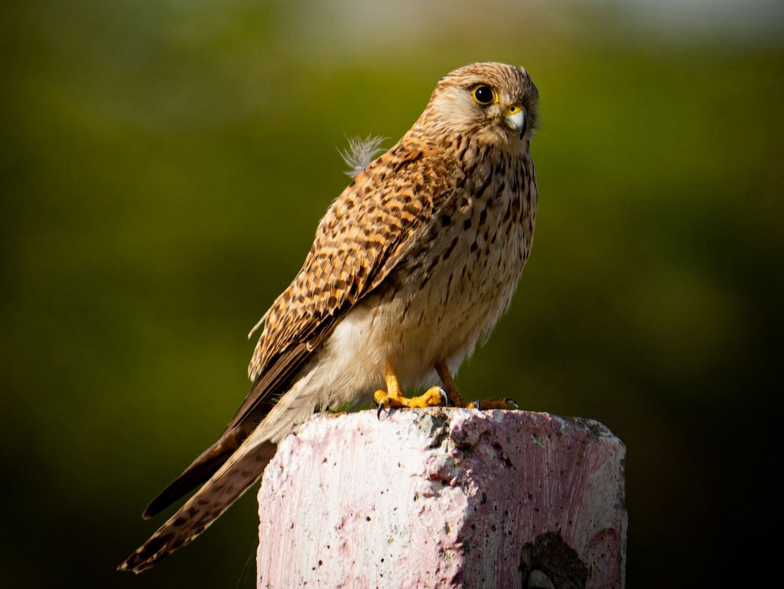An Eurasian kestrel sitting on a wall