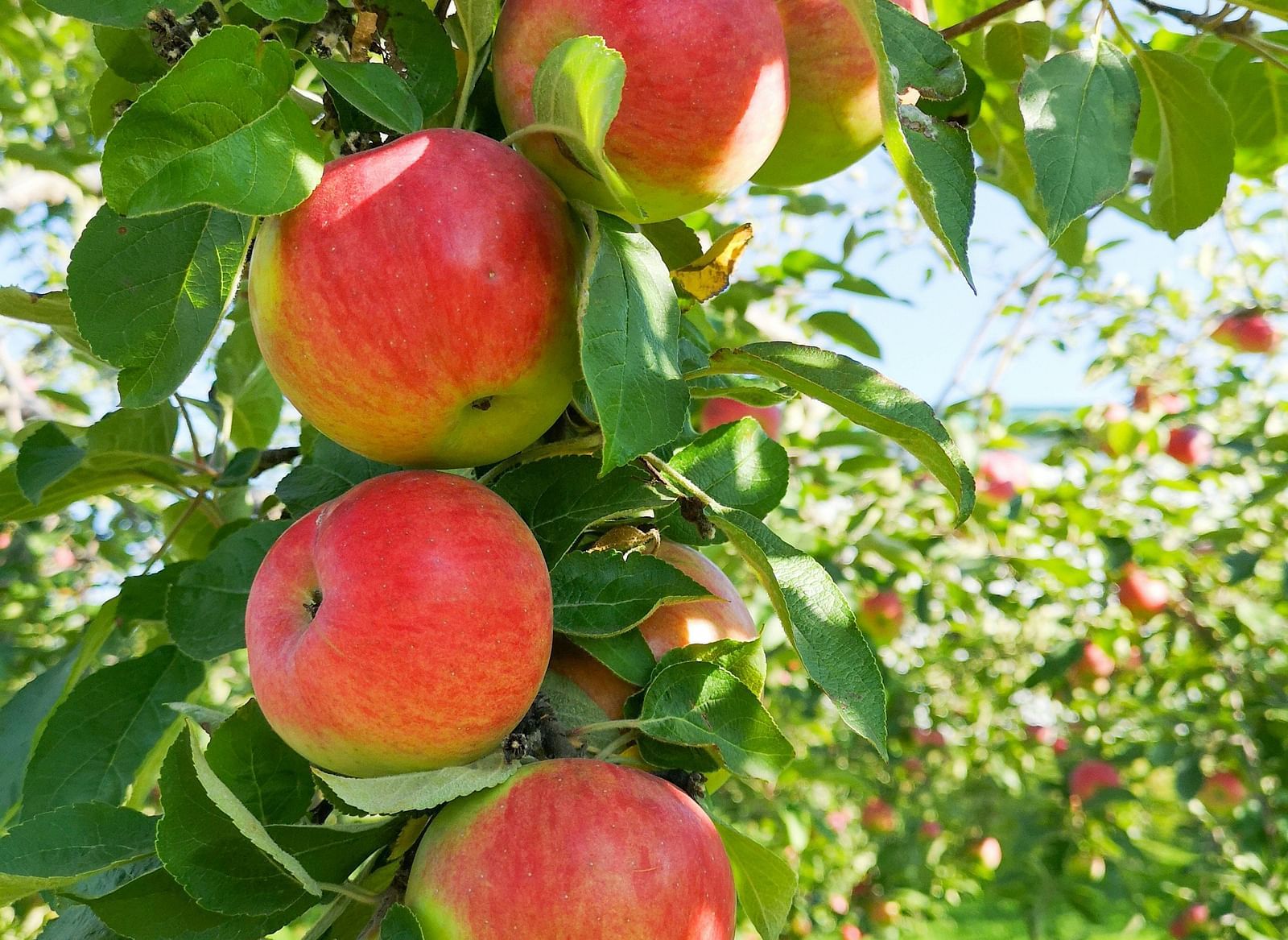 Red apples growing on a tree in a sunny orchard.